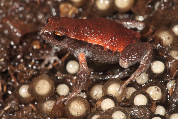 Pseudophryne raveni
