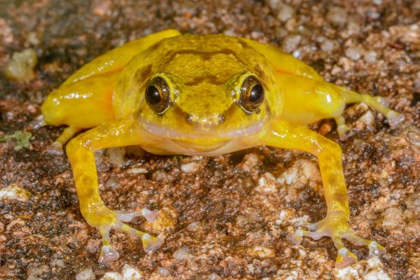 Cophixalus saxatilis