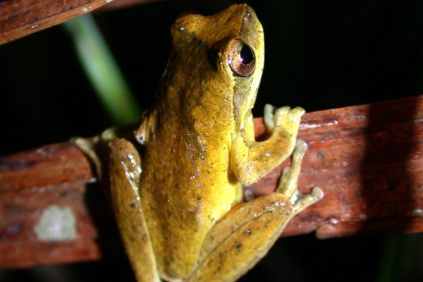 Litoria revelata