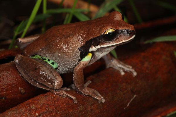 Litoria brevipalmata