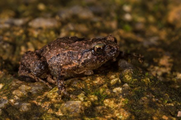 Cophixalus hosmeri