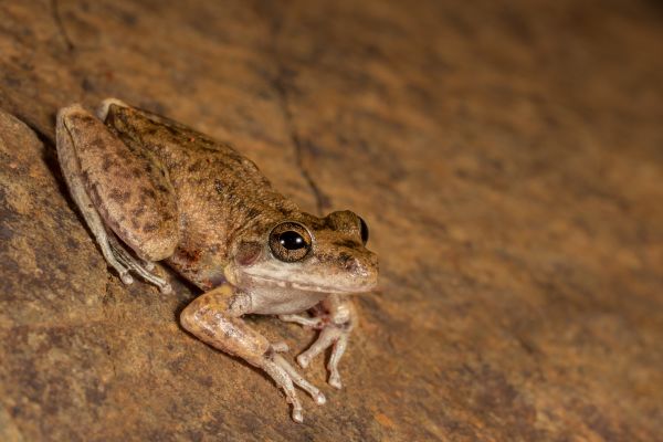 Litoria coplandi