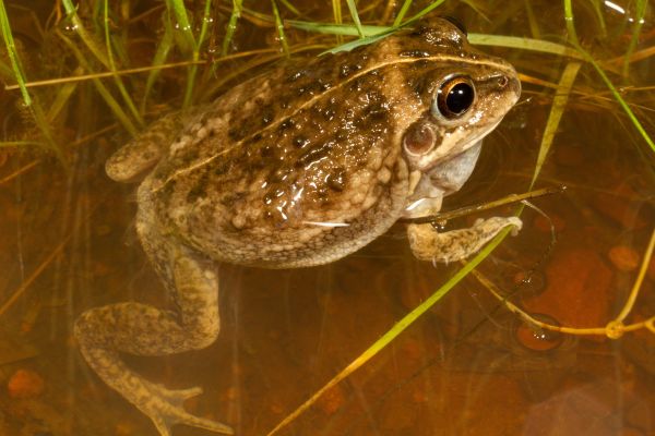 Cyclorana cultripes