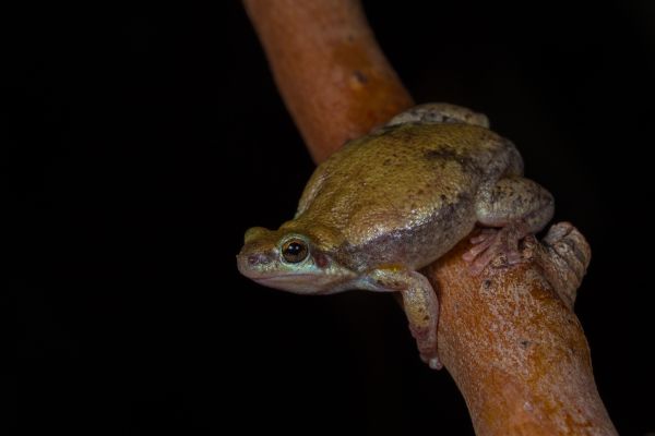 Litoria electrica