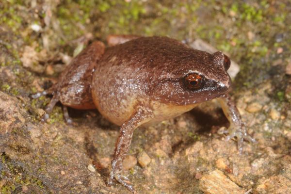 Austrochaperina robusta