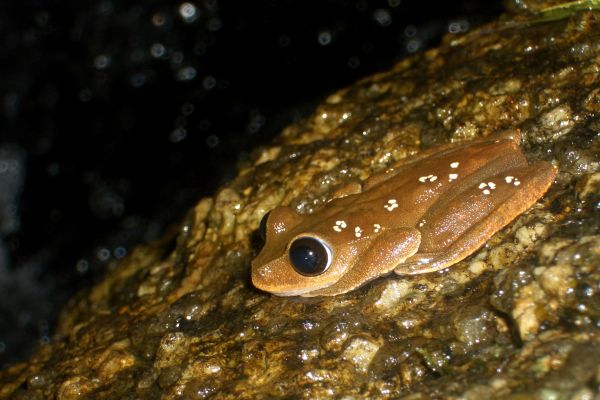 Litoria dayi