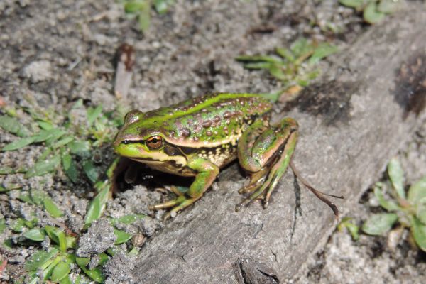 Litoria raniformis
