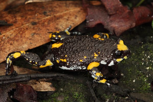 Pseudophryne dendyi