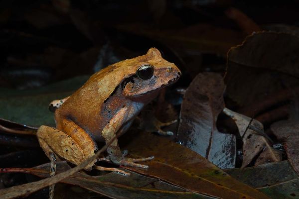 Lechriodus fletcheri