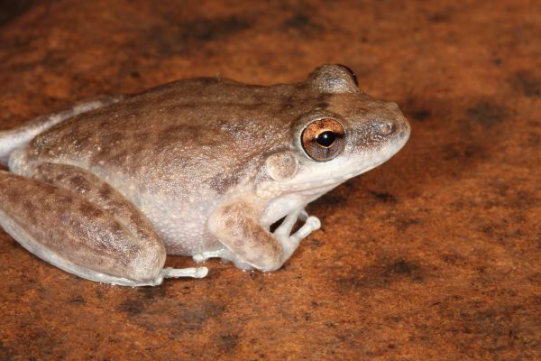 Litoria coplandi
