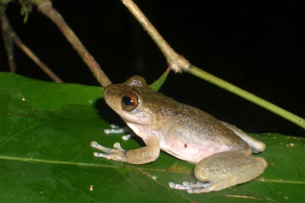 Litoria rheocola