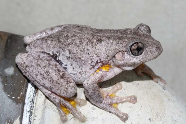 Litoria peronii