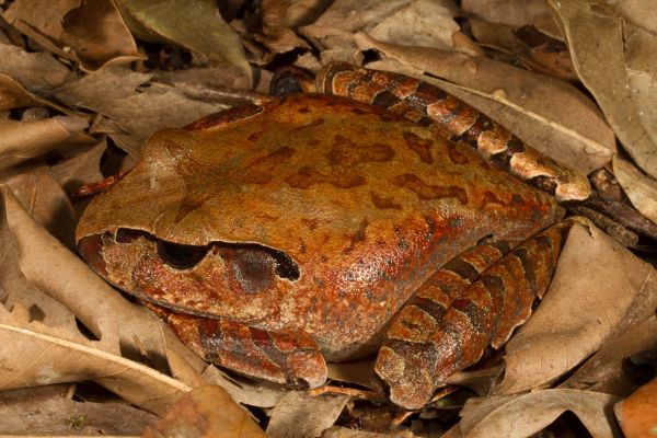 Mixophyes coggeri