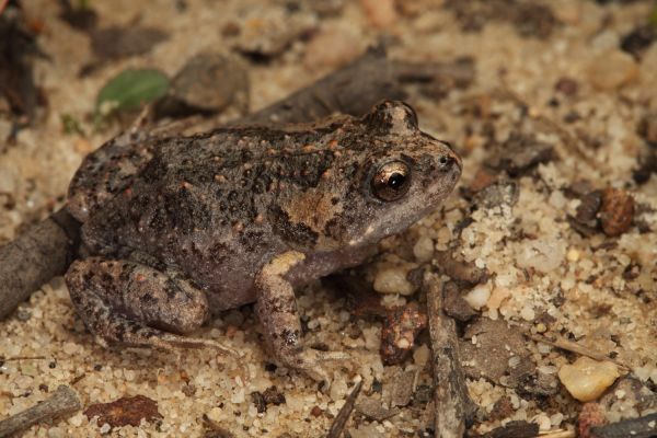 Uperoleia laevigata