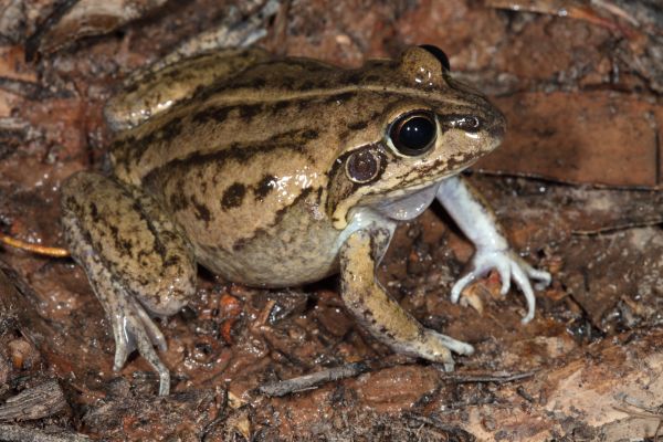 Cyclorana alboguttata