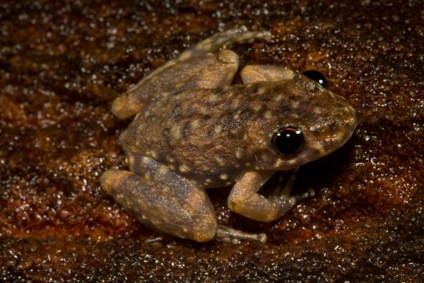 Litoria aurifera