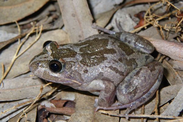 Limnodynastes fletcheri