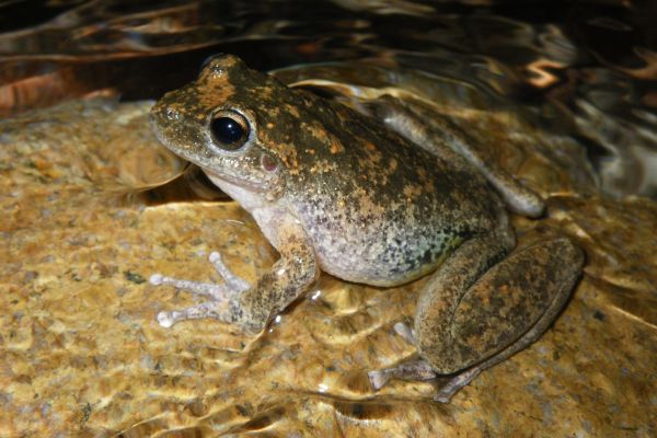 Litoria booroolongensis