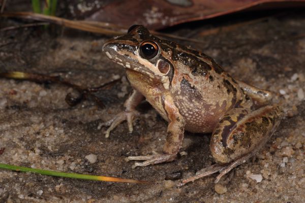 Litoria freycineti