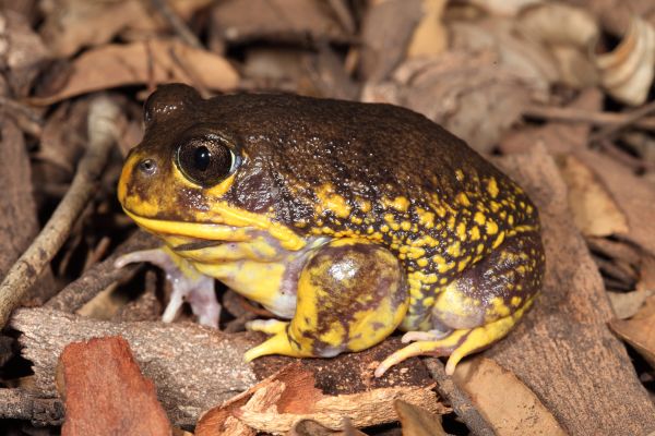 Heleioporus barycragus