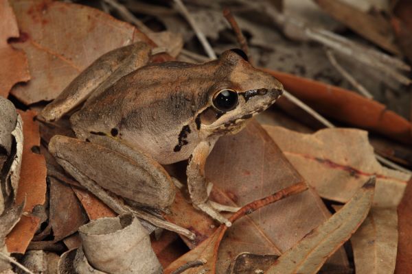 Litoria latopalmata