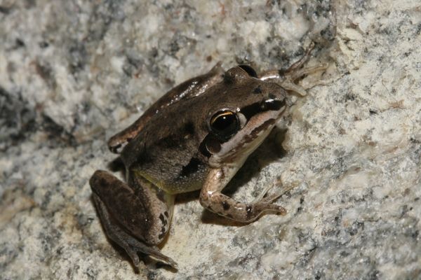 Litoria axillaris