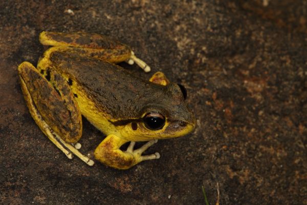 Litoria lesueuri