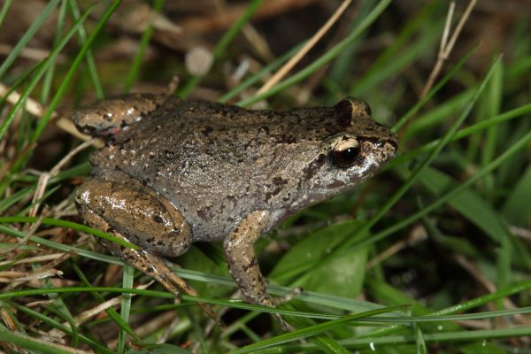Geocrinia laevis