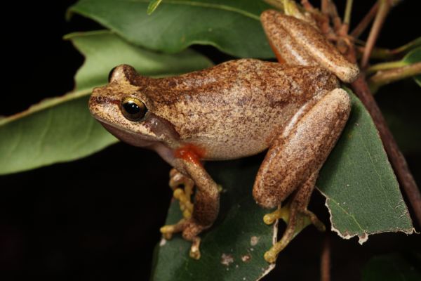 Litoria littlejohni