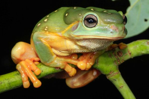 Litoria splendida