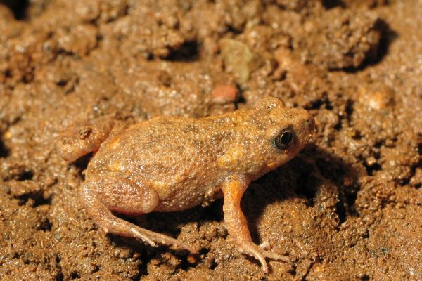 Uperoleia stridera