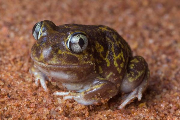 Neobatrachus aquilonius