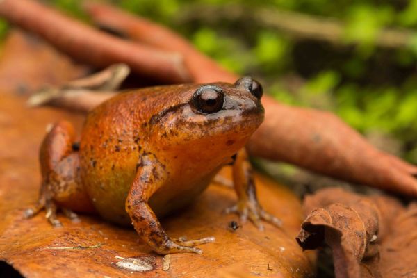 Austrochaperina fryi