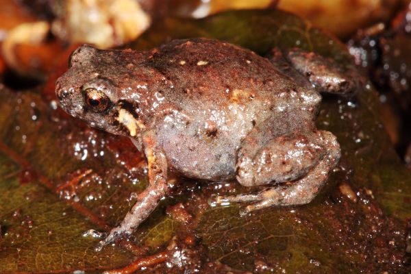 Cophixalus hosmeri
