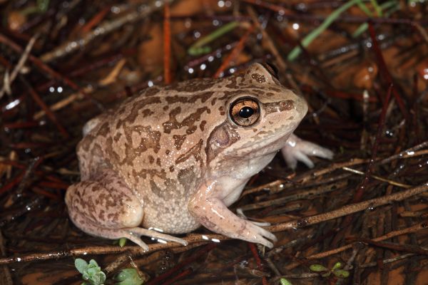 Cyclorana maini