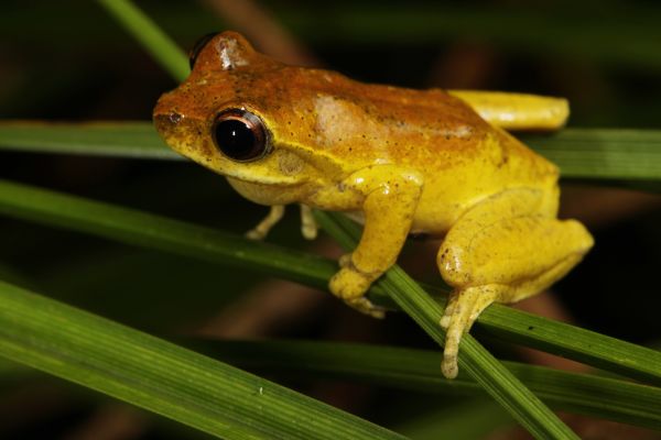 Litoria revelata