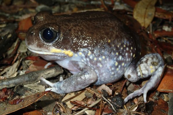 Heleioporus australiacus