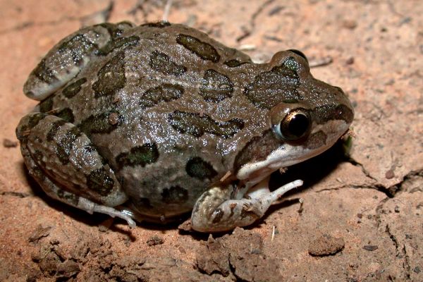 Limnodynastes tasmaniensis
