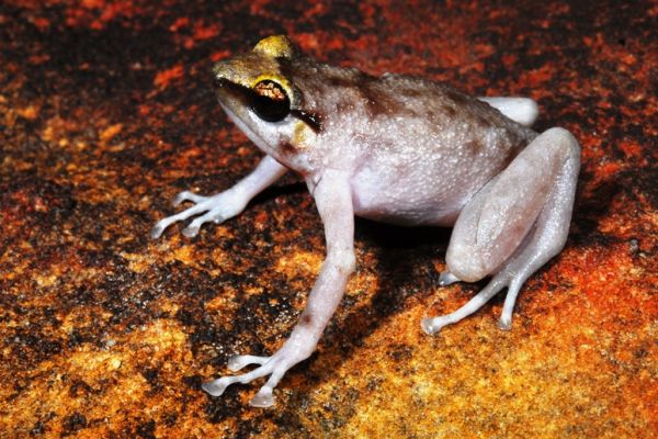 Cophixalus pakayakulangun