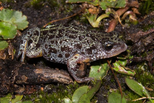Pseudophryne semimarmorata