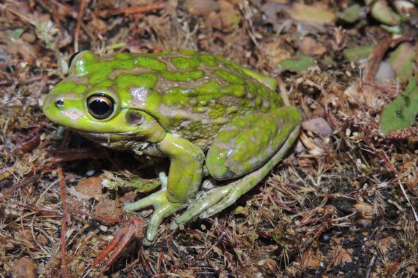 Litoria cyclorhyncha