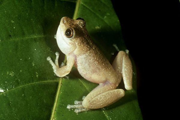 Litoria nyakalensis