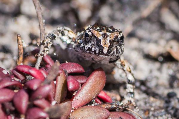 Crinia glauerti