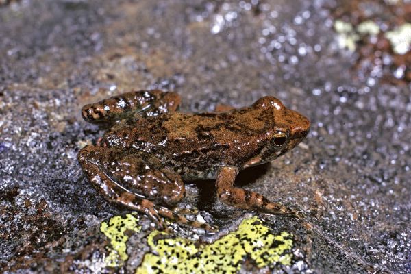 Taudactylus diurnus