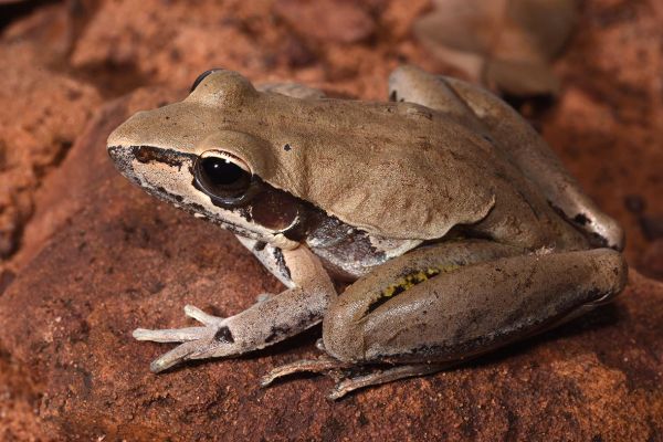 Litoria watjulumensis
