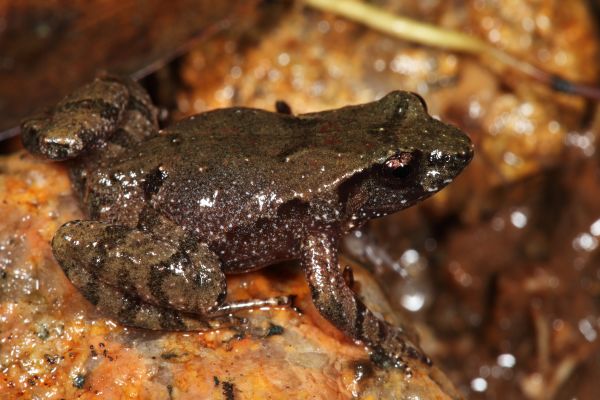 Taudactylus liemi