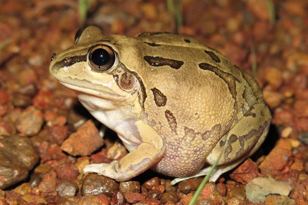 Cyclorana maculosa