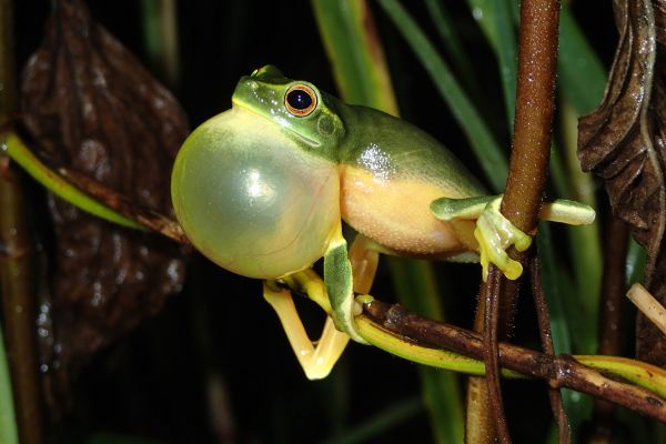Litoria gracilenta