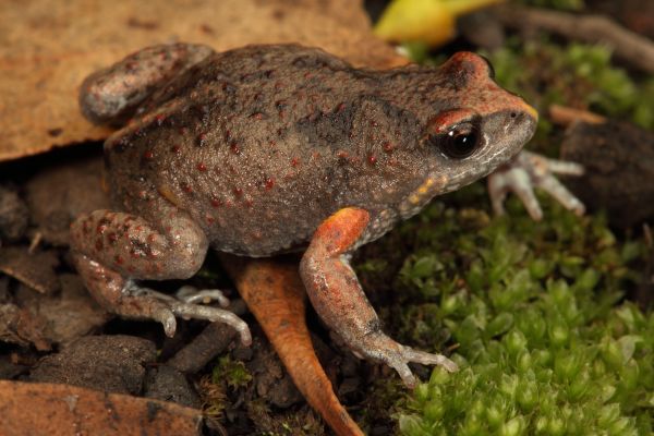 Pseudophryne bibronii