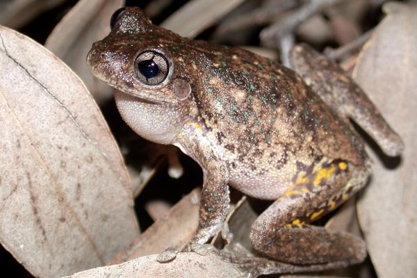 Litoria peronii